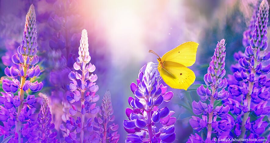 Die Süßlupine – Das heimische Superfood - Die Süßlupine - Das heimische Superfood mit vielen Vorteilen